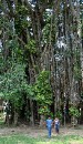 DSC_0493 Banyan Tree 2 * 1752 x 3008 * (2.78MB)